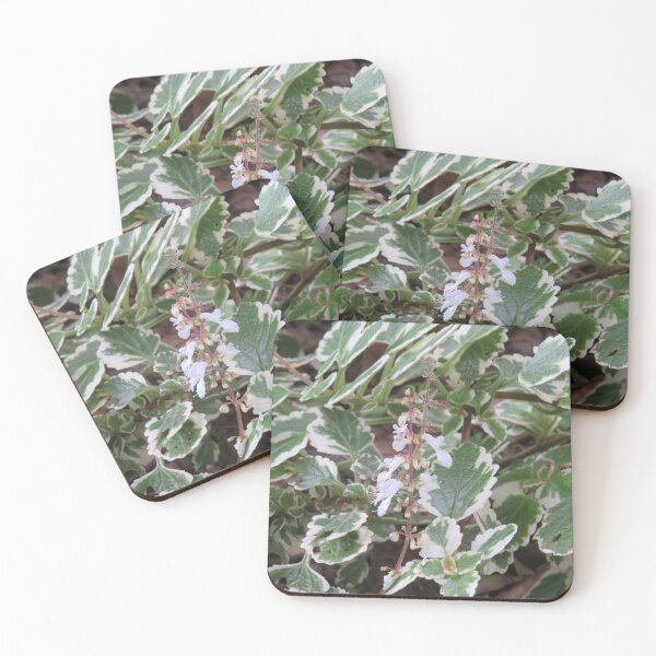 Item preview, Variegated plectranthus designed and sold by greentiger1.