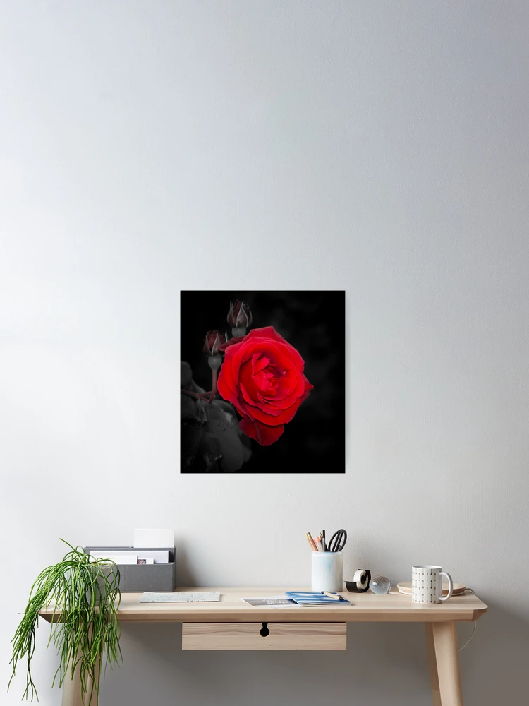 Thumbnail 2 of 3, Poster, Red Rose designed and sold by RandyHume.