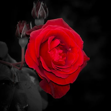 Artwork thumbnail, Red Rose by RandyHume