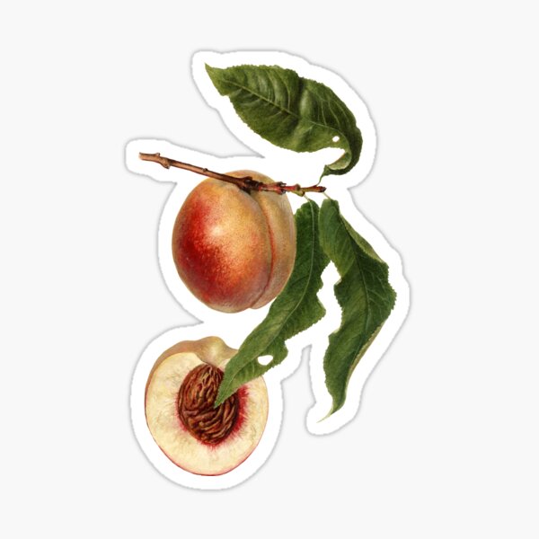 Item preview, Peaches botanical illustration designed and sold by elinaarbidane.