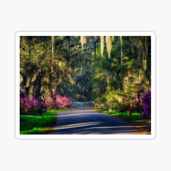 Item preview, Garden Entrance - Magnolia Plantation and Gardens designed and sold by Kathy Weaver.