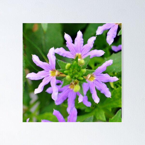 Pink-purple flower Poster