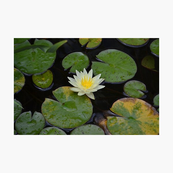 Water Lily Photographic Print