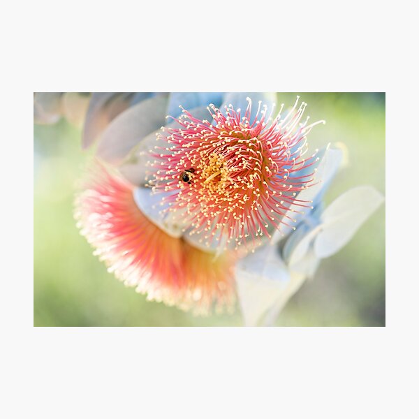 Item preview, Blossoming designed and sold by SallyB.Photography.