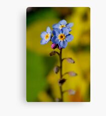 Forget-Me-Not Canvas Print