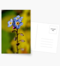 Forget-Me-Not Postcards