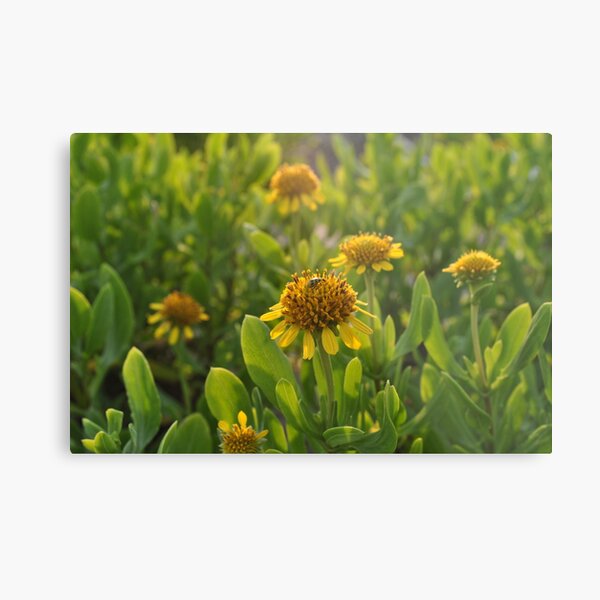 Wild Flowers Metal Print