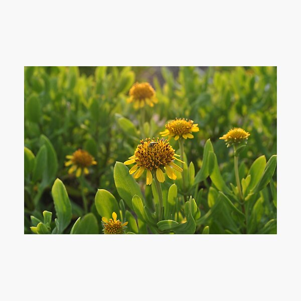 Wild Flowers Photographic Print