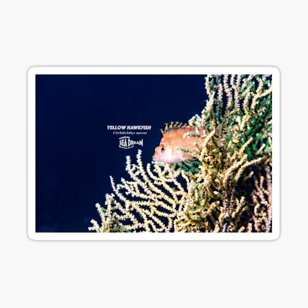 Cute Yellow Hawkfish on the sea-fan. Sticker