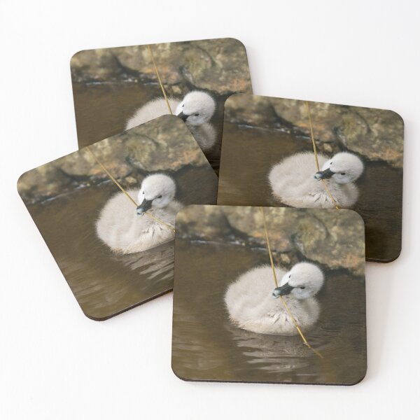 Item preview, Black Swan Cygnet designed and sold by rawshutterbug.