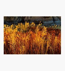 Flaming Grass Photographic Print