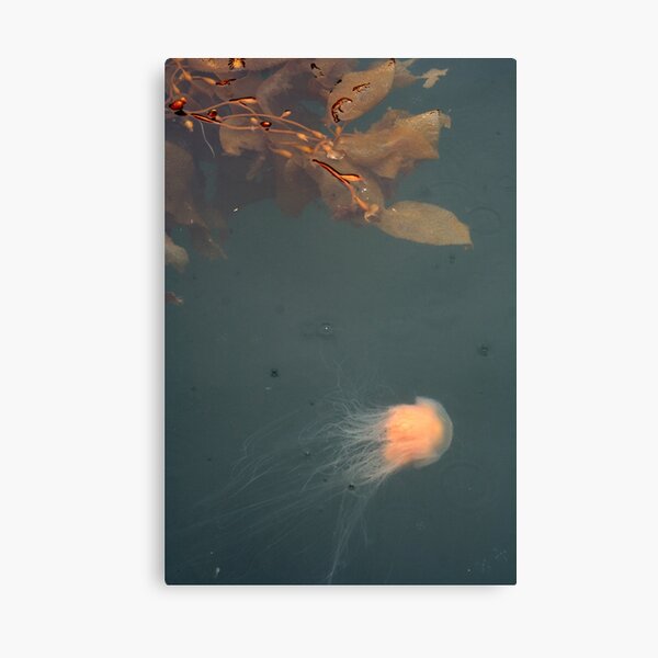 jellofish and the weeds turn east Canvas Print