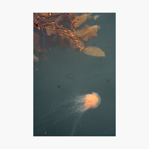 jellofish and the weeds turn east Photographic Print