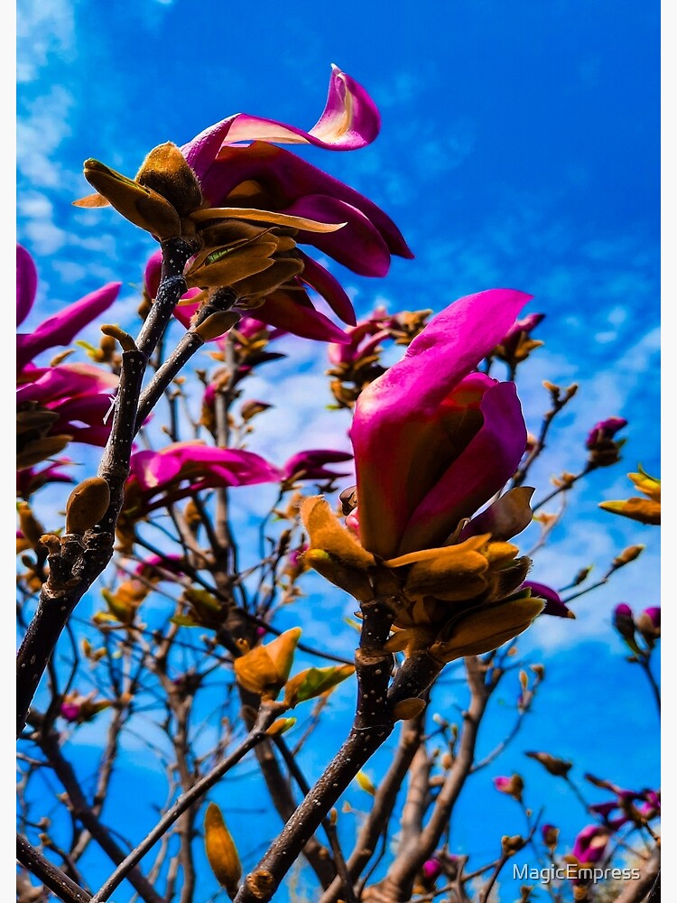 Tarjetas de felicitación «Amante de la magnolia del mundo de las flores» de  MagicEmpress | Redbubble