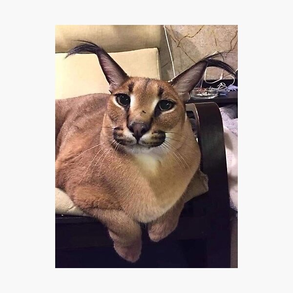 caracal Photographic Print