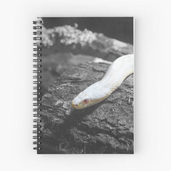 Item preview, Albino Corn snake designed and sold by Nature's Reflections.