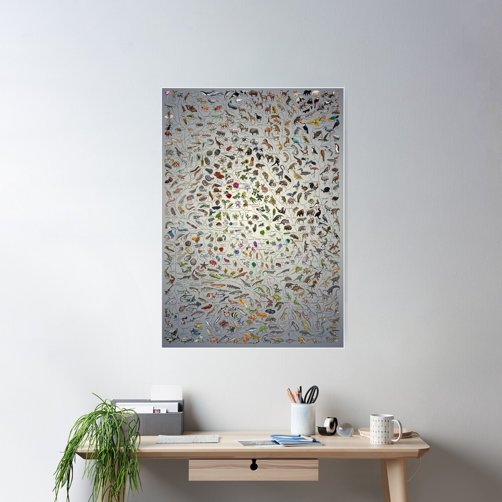 Affiche Arbre de Vie - Évolution animale et végétale - Couleur (Annotations en français autres disponibles) Fade Poster