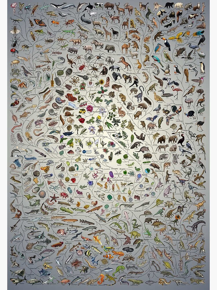 Affiche Arbre de Vie - Évolution animale et végétale - Couleur (Annotations en français autres disponibles) Fade by EvolutionPoster