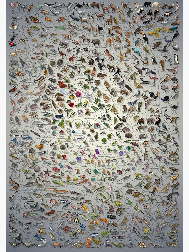 Thumbnail 3 of 3, Poster, Póster Árbol de la vida - Evolución animal y vegetal - Color (anotaciones en español, otras disponibles) Fade designed and sold by EvolutionPoster.