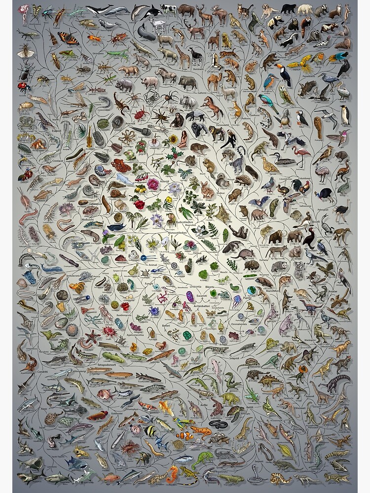 Poster Albero della Vita - Evoluzione Animale e Vegetale - Colore (altre annotazioni italiane disponibili) Fade by EvolutionPoster