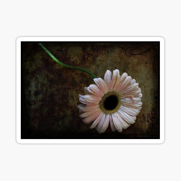 Regalos y productos: Margarita Rosada Del Gerbera | Redbubble