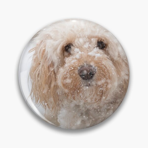 Item preview, A beautiful Cockapoo in the snow designed and sold by CarpenterPhoto.