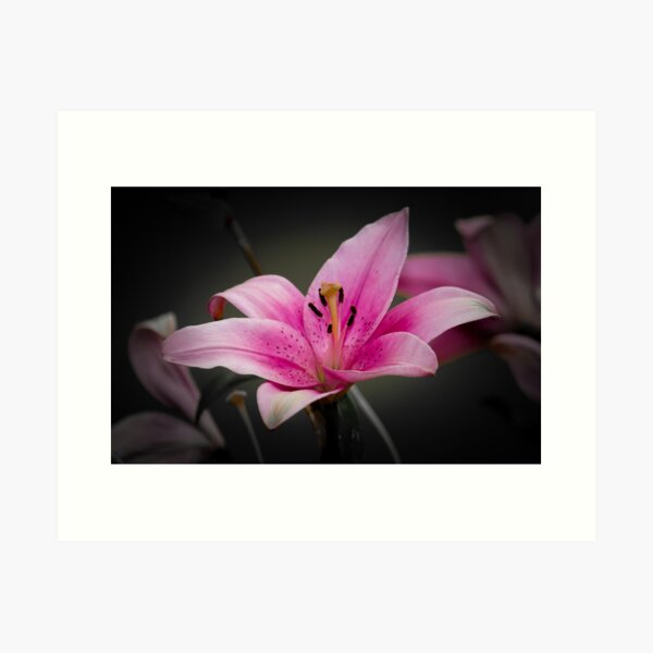 Stargazer Lillies Art Print