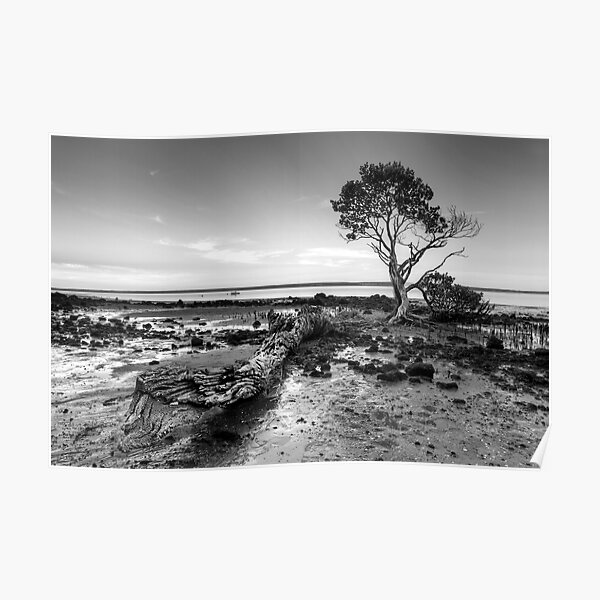 Tenby Point - Mangrove Sunset Black and White Poster