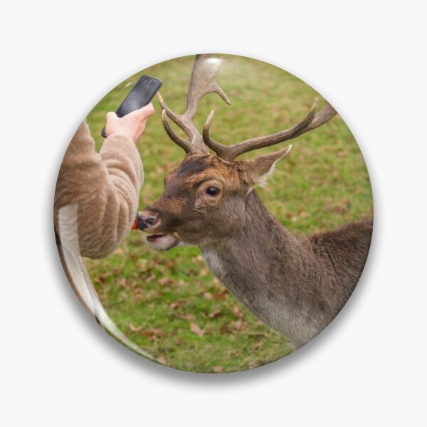 Item preview, A woman is photographing a portrait of a friendly deer in Phoenix Park, Dublin, Ireland designed and sold by AlbertMi.