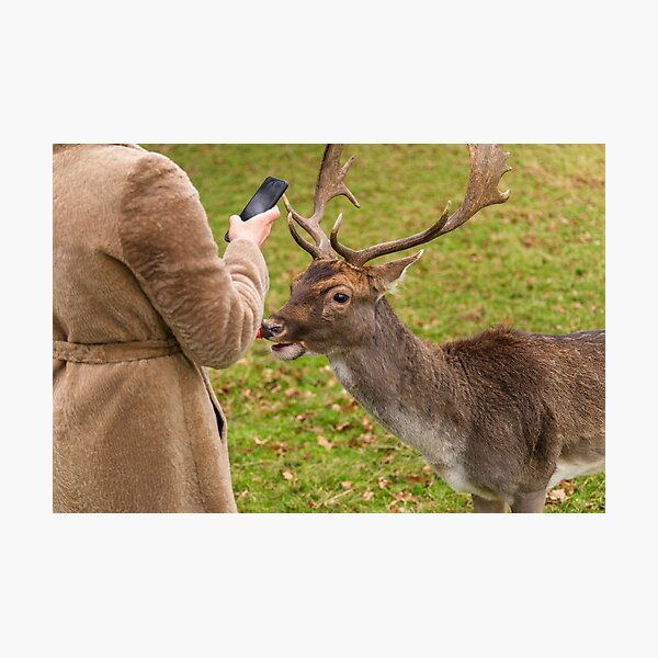 Look deer in attraction headlights Umbrella Cover