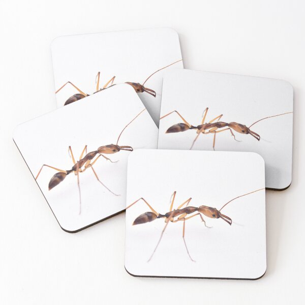 Item preview, Odontomachus Hastatus designed and sold by BaptisteBen.