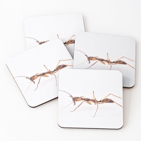 Item preview, Odontomachus hastatus designed and sold by BaptisteBen.