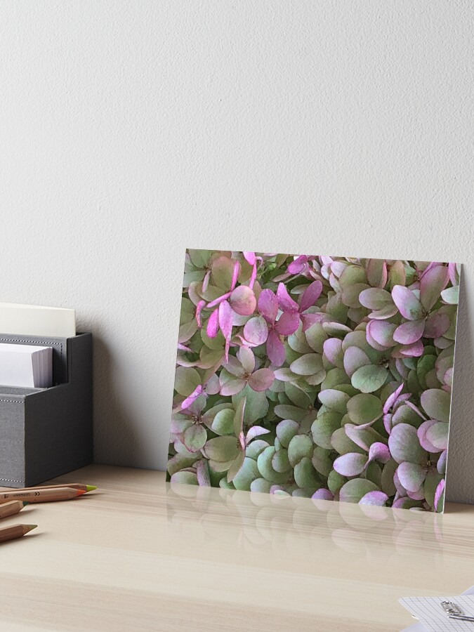 Lámina rígida «Flores de hortensia rosa verde púrpura # 1» de  AnnHansonArtist | Redbubble