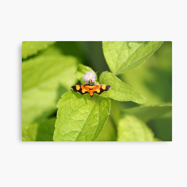 Butterfly - 4 Metal Print