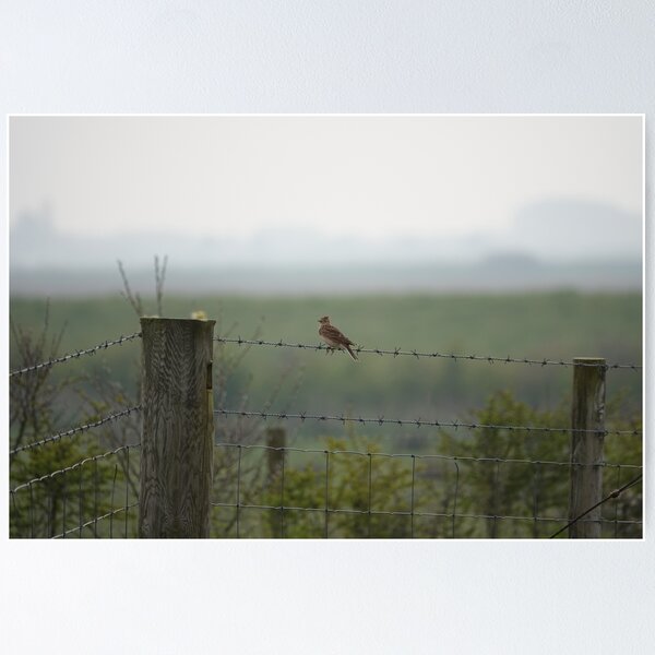 Item preview, Skylark on wire designed and sold by frogs123.