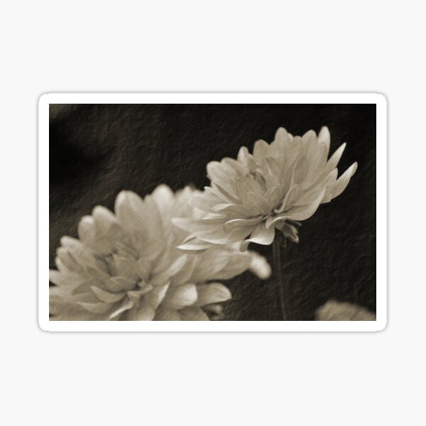 Fleurs blanches vintage Sticker