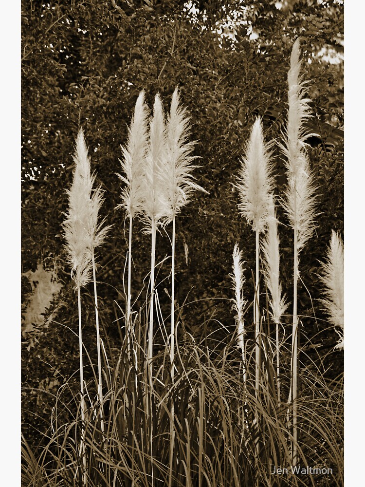 Thumbnail 3 of 3, Sticker, Toi Toi Grass in Sepia designed and sold by Jdubphotog.