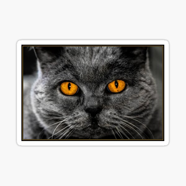 Artikel-Vorschau von Exotic Catto - Solche Augen (graue Katze mit orangefarbenen Augen), designt und verkauft von Purrfecta.