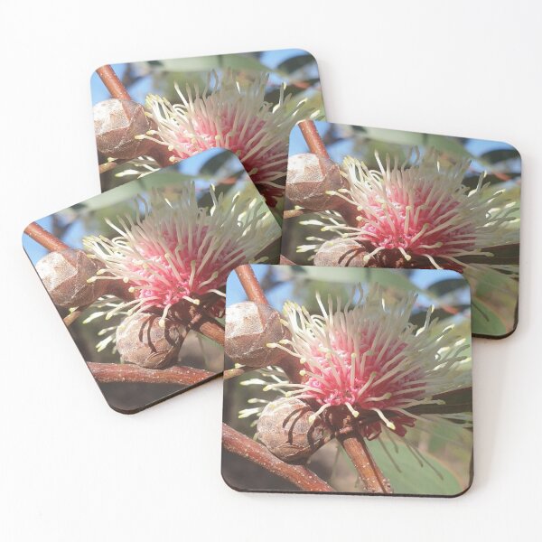 Item preview, Hakea Laurina - Pin Cushion flower in Western Australia designed and sold by FunkyTowns.