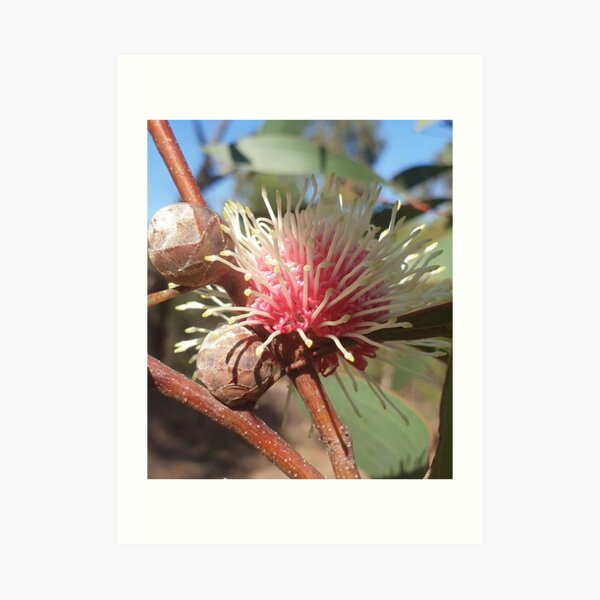 Hakea Laurina - Pin Cushion flower in Western Australia Art Print