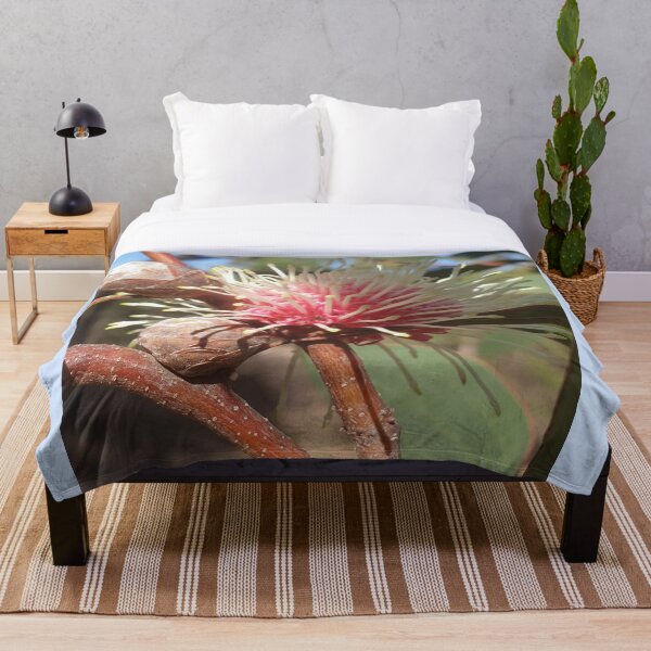 Aperçu de l'œuvre Hakea Laurina - Fleur de coussin d'épingle en Australie occidentale créée et vendue par FunkyTowns.