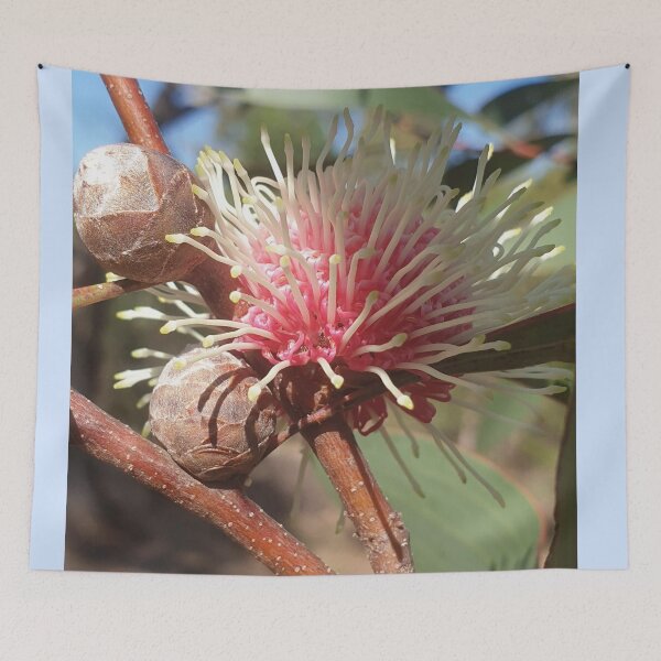 Item preview, Hakea Laurina - Pin Cushion flower in Western Australia designed and sold by FunkyTowns.