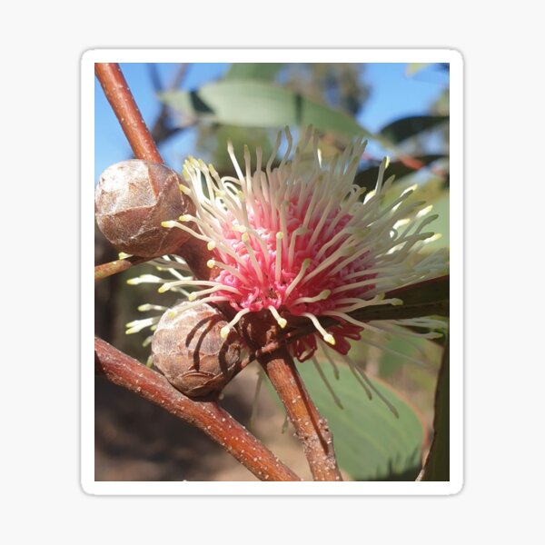 Hakea Laurina - Pin Cushion flower in Western Australia Sticker