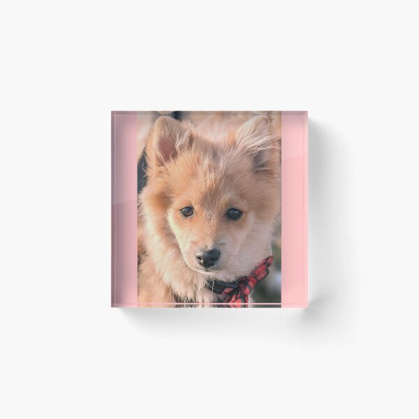 Item preview,  Pomeranian puppy Kai designed and sold by Fluffycat2020.