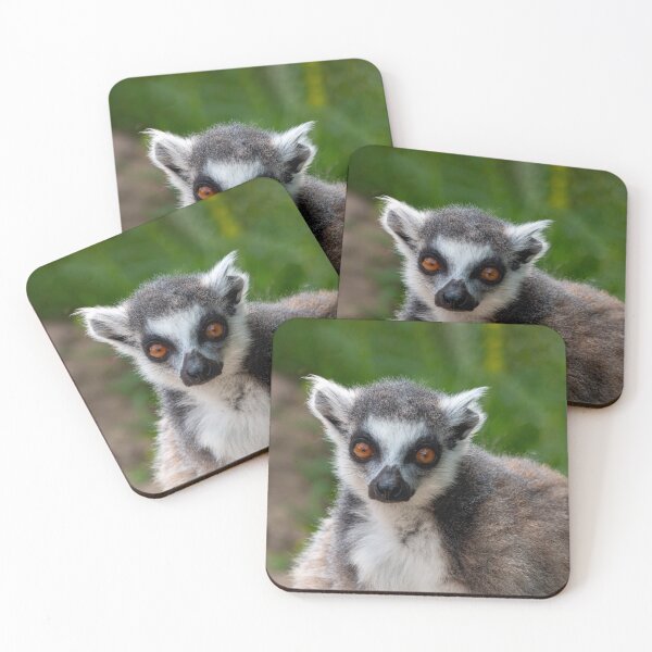 Artikelvorschau, Lemur entworfen und verkauft von pietrofoto.