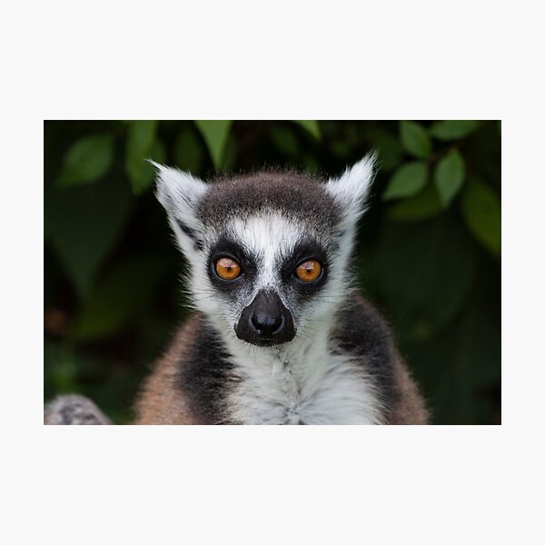 Lemur staring Photographic Print