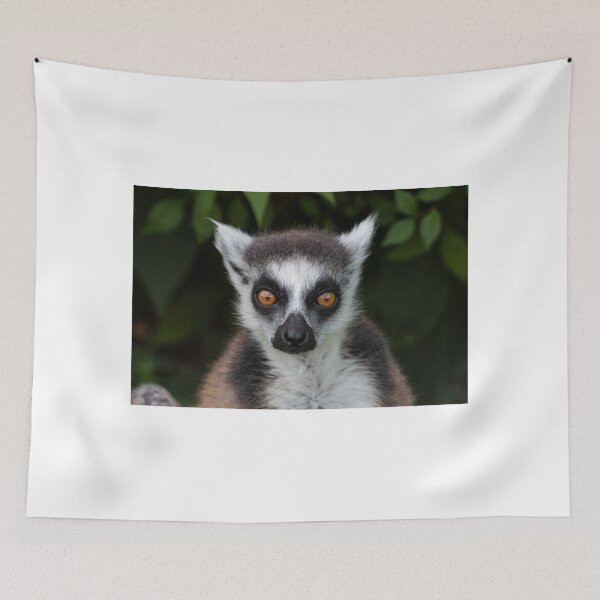 Item preview, Lemur staring designed and sold by pietrofoto.