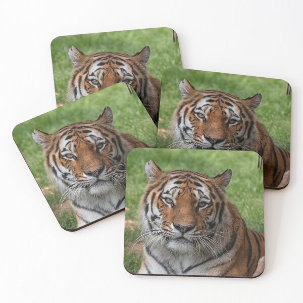 Item preview, Tiger closeup designed and sold by pietrofoto.