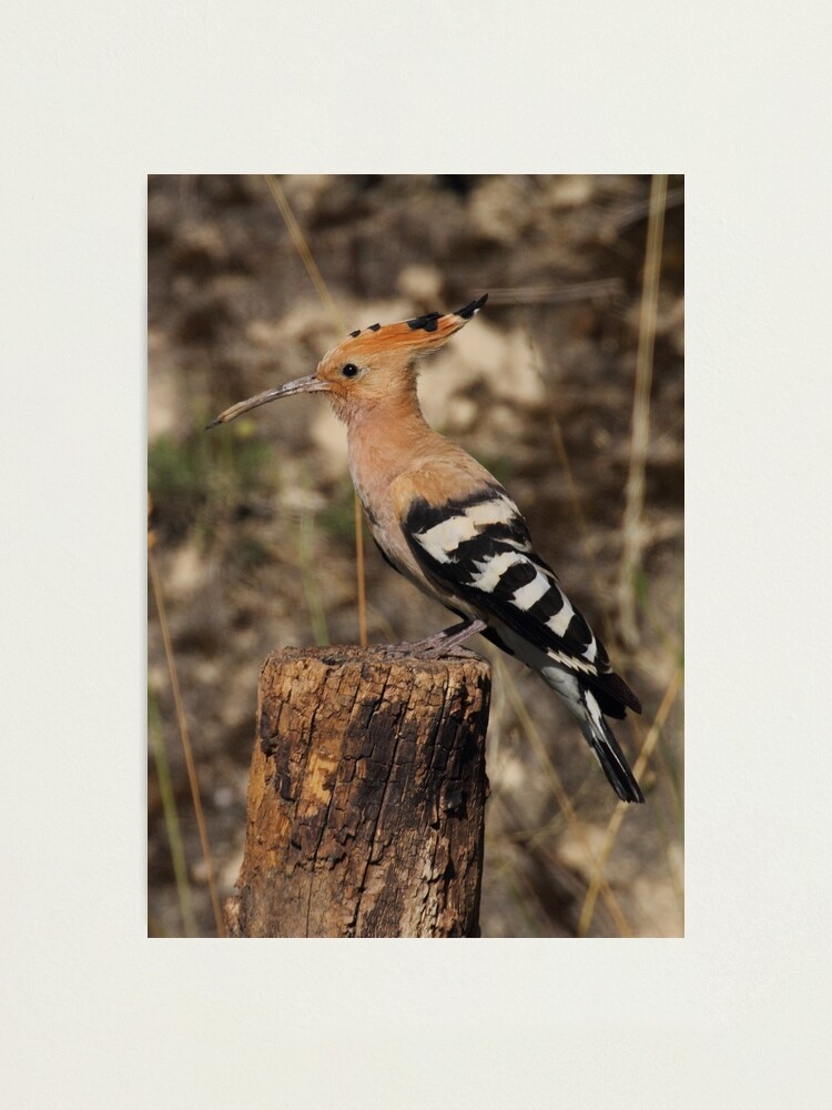 Fotodruck for Sale mit 