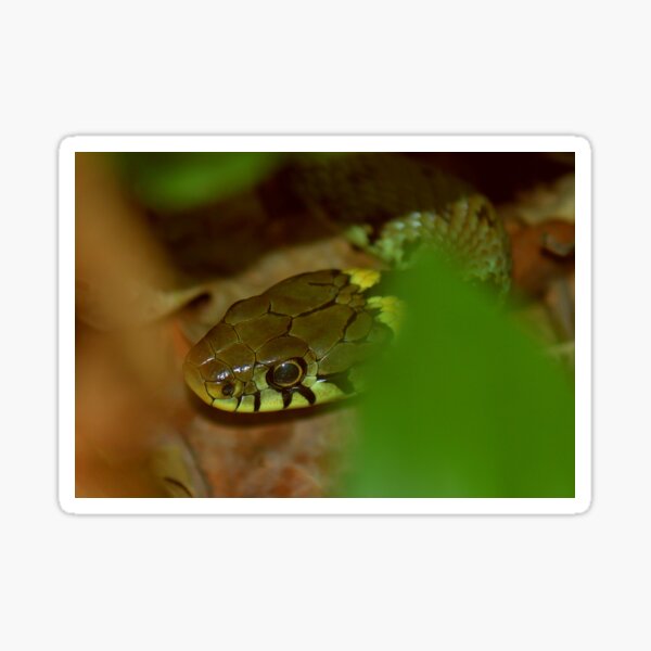 Item preview, A Sneaky Snake designed and sold by cjwarburton.